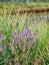 Purple heather flowers Â  swamp, autumn